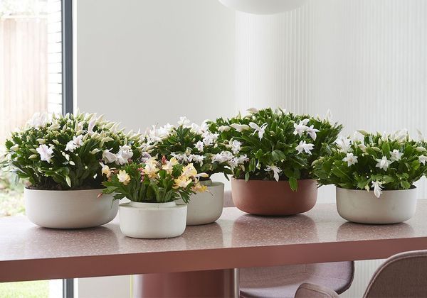 schlumbergera-blanc-Maplantemonbonheur1098 schlumbergera-blanc-Maplantemonbonheur1098